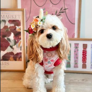 adopt a cavoodle sydney