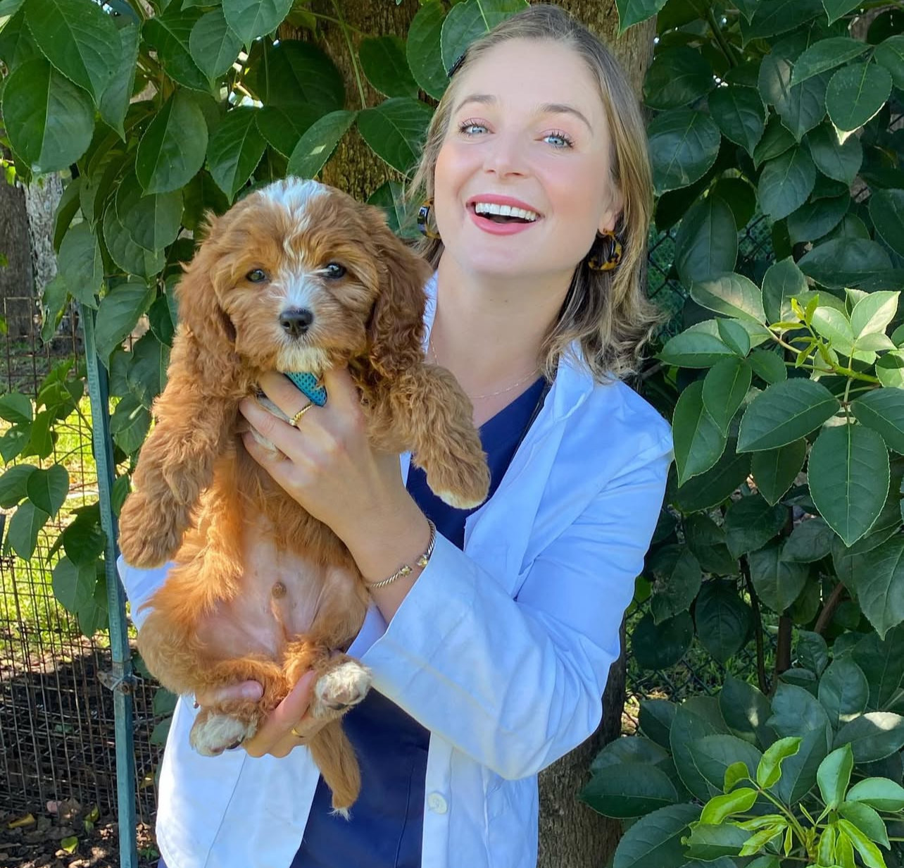 Cavoodle Puppies Rescue