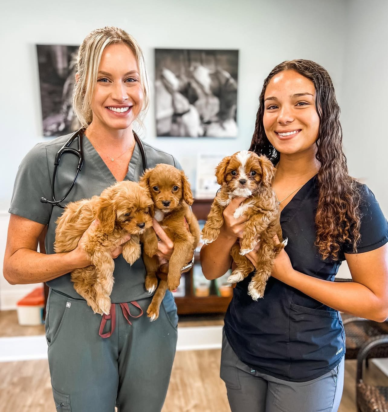 Cavoodle Puppies Rescue