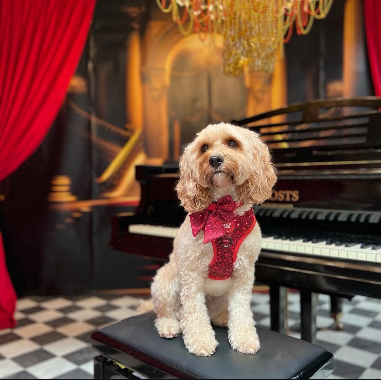 cavoodle puppies for sale darwin