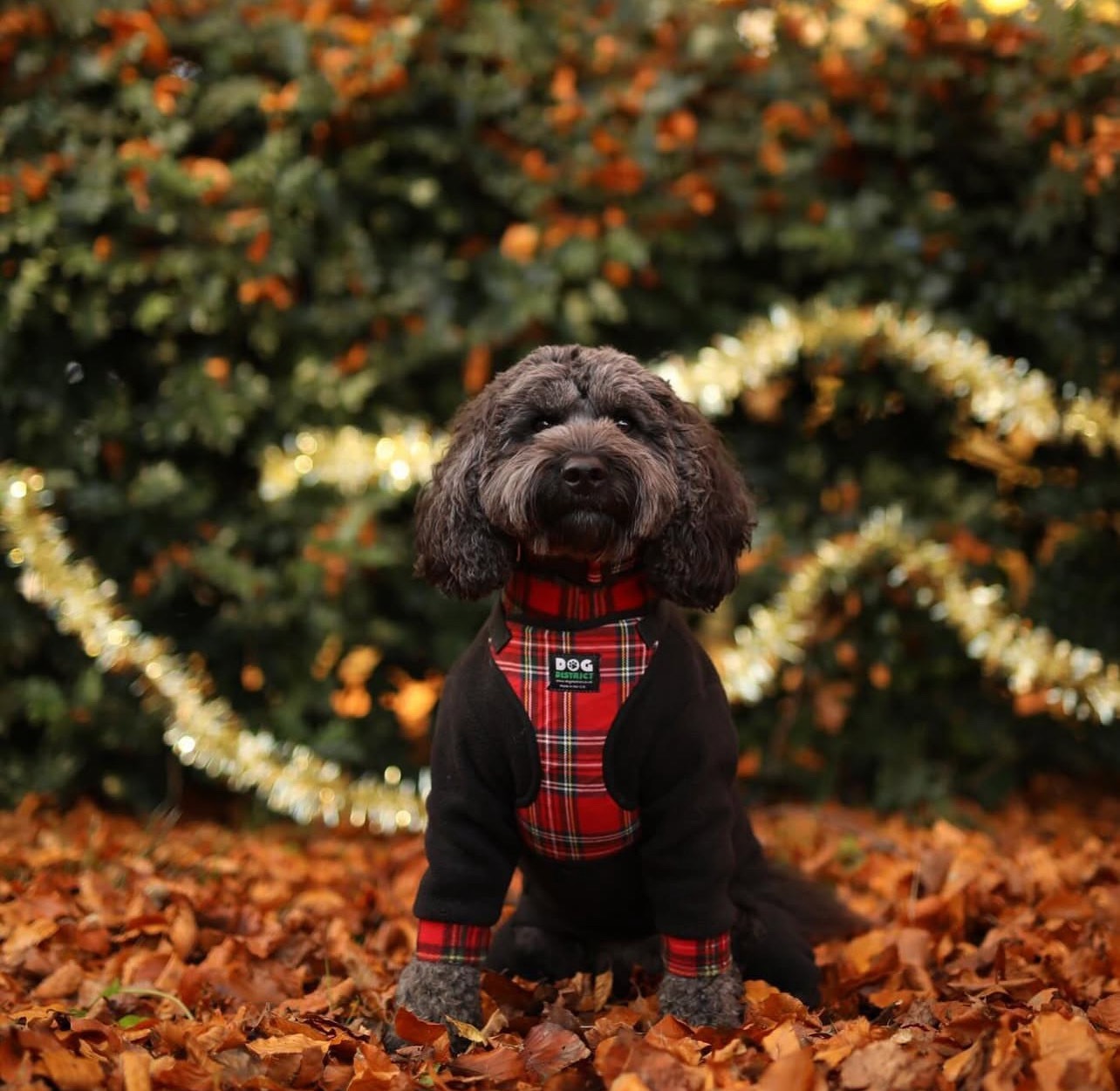 cavoodle puppies for sale darwin