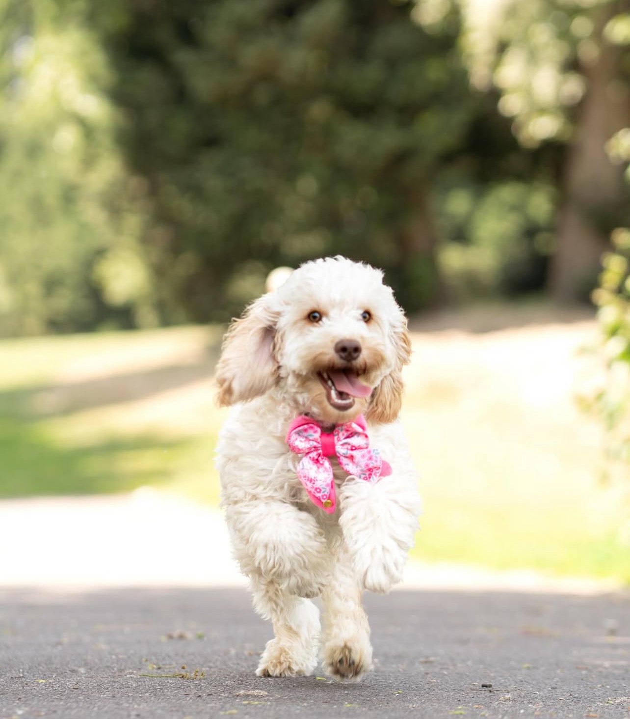 cavoodle puppies for sale darwin