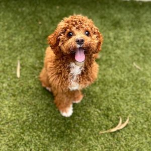 victoria cavoodle breeders