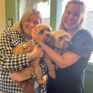cavoodle rescue melbourne