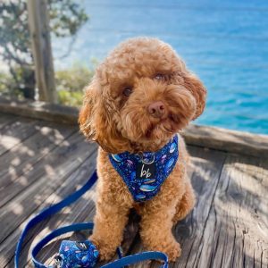 cavoodle rescue brisbane