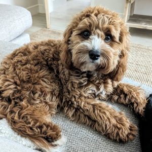 cavoodle puppies for sale in canberra