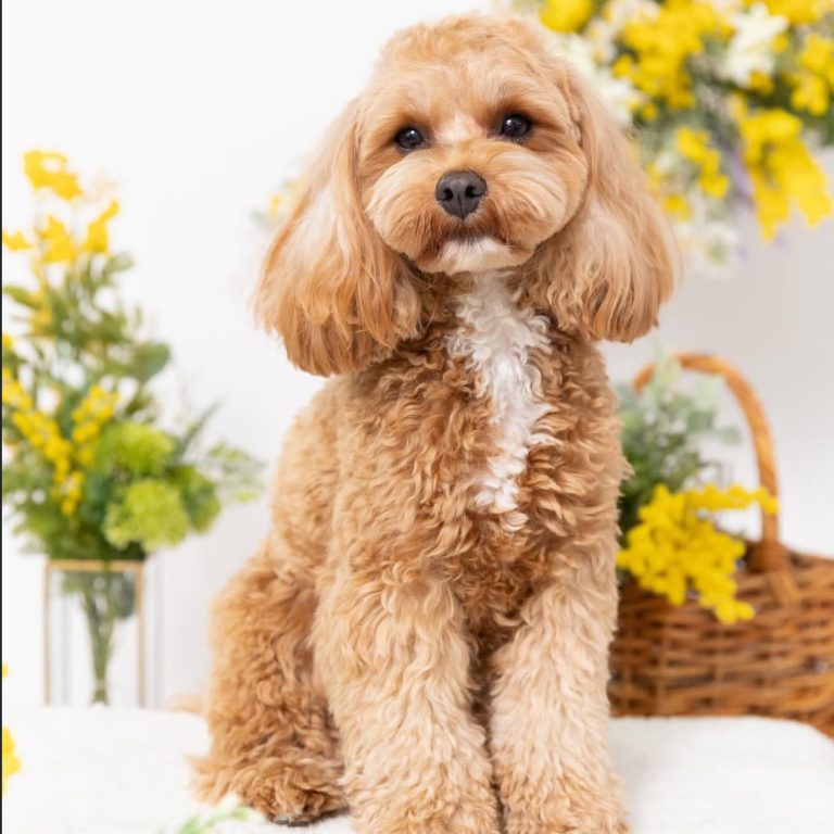 toy cavoodle rescue