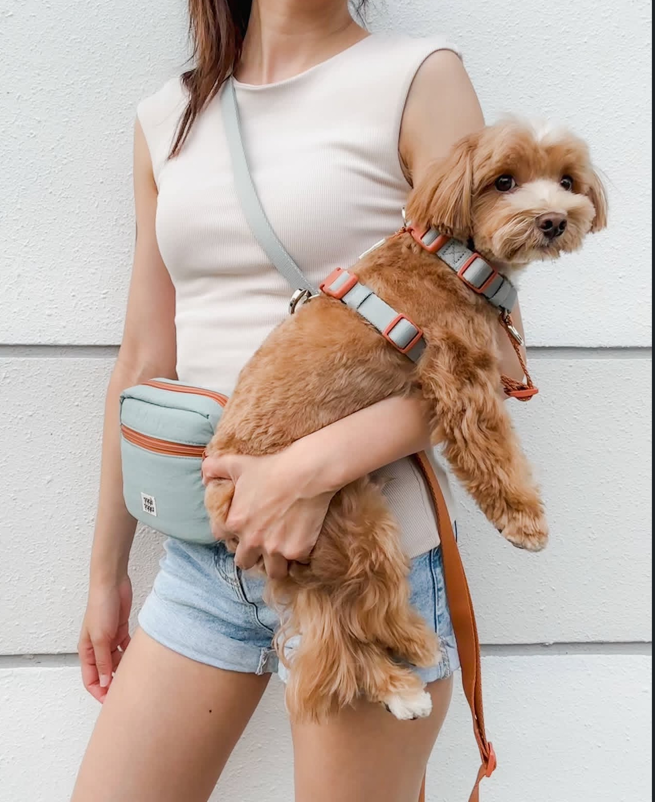 dog transport melbourne