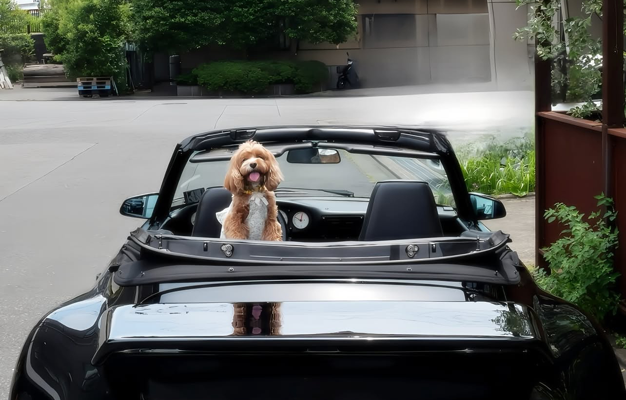 dog transport melbourne