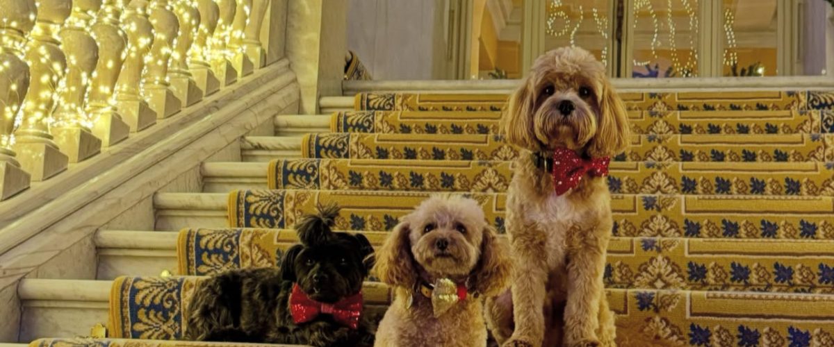 cavoodle brisbane for sale