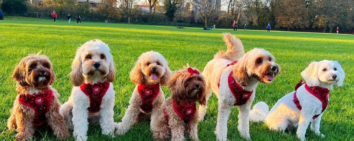 cavoodle brisbane for sale